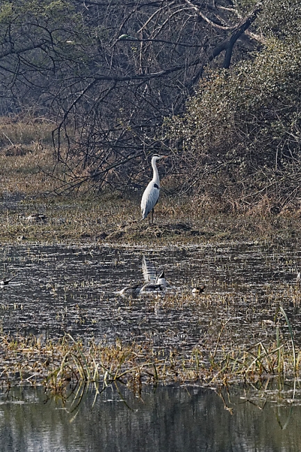 Keoladeo national park-107